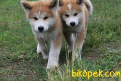 Japon Akita Inu Yavrularımız Iri 3