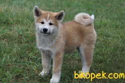 Japon Akita Inu Yavrularımız Iri 2