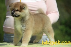 Japon Akita Inu Yavrularımız Orjinal 3