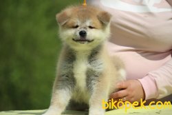 Japon Akita Inu Yavrularımız Orjinal 2