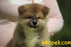 Japon Akita Inu Yavrularımız Orjinal 1