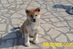 JAPON AKİTA İNU YAVRUMUZ 2