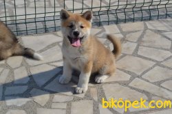 JAPON AKİTA İNU YAVRUMUZ 3