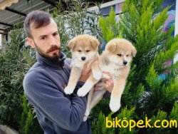 Japon Akita Inu Yavrusu 2