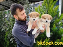 Japon Akita Inu Yavrusu 1