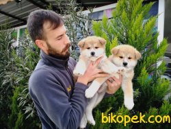 Japon Akita Inu Yavrusu 3
