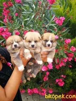 Japon Akita Inu Yavrusu 1