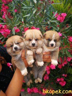 Japon Akita Inu Yavrusu 2