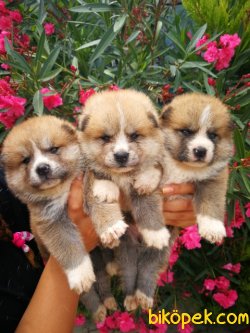 Japon Akita Inu Yavrusu 3