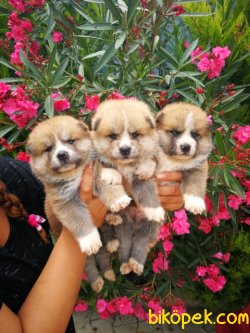 Japon Akita Inu Yavrusu 4