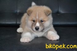 JAPON AKİTA YAVRULAR 2