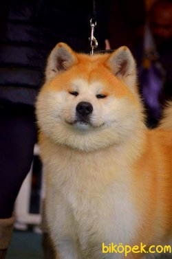 Japon Akıta Yavruları 1