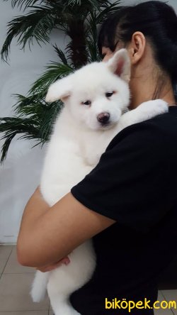 JAPON AKITA YAVRULARI 3