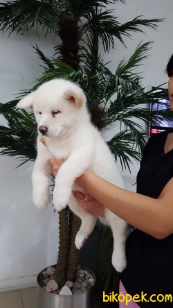 JAPON AKITA YAVRULARI 4