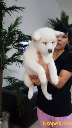 JAPON AKITA YAVRULARI 2