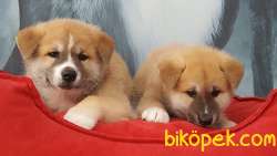 JAPON AKITA YAVRULARI 3
