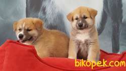 JAPON AKITA YAVRULARI 1
