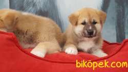 JAPON AKITA YAVRULARI 2