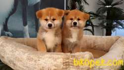 JAPON AKITA YAVRULARI (HAÇİKO) 1