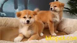 JAPON AKITA YAVRULARI (HAÇİKO) 2