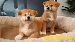 JAPON AKITA YAVRULARI (HAÇİKO) 4