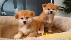 JAPON AKITA YAVRULARI (HAÇİKO) 3