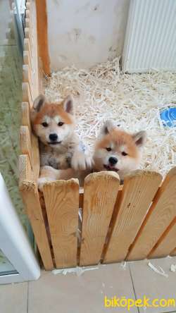 JAPON AKITA YAVRULARI (HAÇİKO) 5