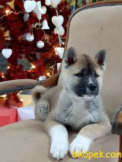 JAPON AKITA YAVRULARI (HAÇİKO) 3