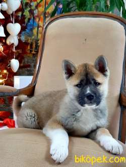 JAPON AKITA YAVRULARI (HAÇİKO) 5