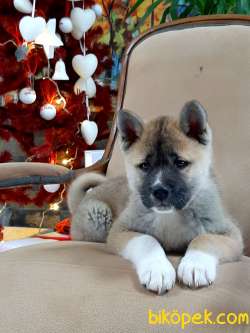 JAPON AKITA YAVRULARI (HAÇİKO) 3