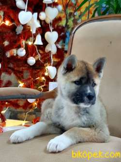 JAPON AKITA YAVRULARI (HAÇİKO) 4