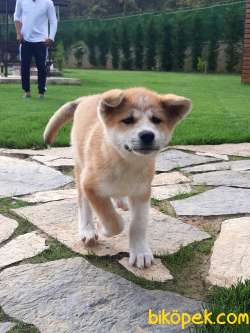 JAPON AKITA YAVRULARI (HAÇİKO) 3