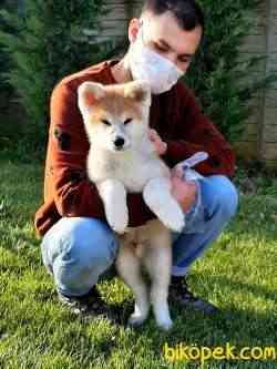 JAPON AKITA YAVRULARI (HAÇİKO) 3