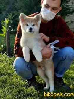 JAPON AKITA YAVRULARI (HAÇİKO) 1
