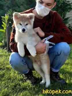 JAPON AKITA YAVRULARI (HAÇİKO) 4