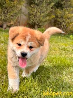 JAPON AKITA YAVRULARI (HAÇİKO) 2