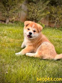 JAPON AKITA YAVRULARI (HAÇİKO) 3