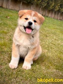 Japon Akita Yavrulari Sağlık Ve Irk Garantili 5