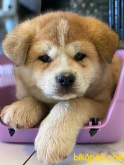 Japon Akita Yavruları Üst Kalite 1