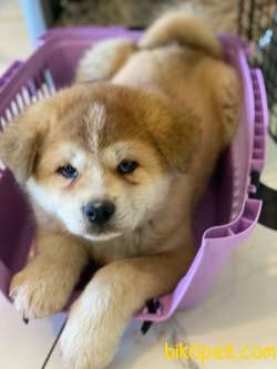 Japon Akita Yavruları Üst Kalite 2