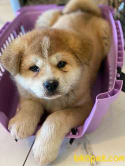 Japon Akita Yavruları Üst Kalite 3