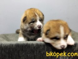 JAPON AKİTA YAVRULARIMIZ 1