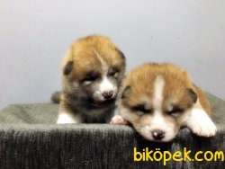 JAPON AKİTA YAVRULARIMIZ 2