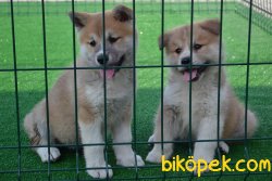 JAPON AKİTA YAVRULARIMIZ 1