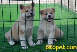 JAPON AKİTA YAVRULARIMIZ 2