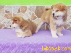 JAPON AKİTA YAVRUSU 3