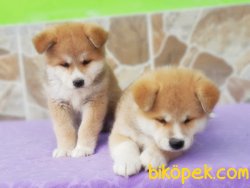 JAPON AKİTA YAVRUSU 5