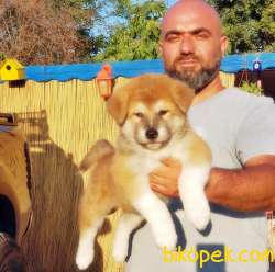 JAPON AKİTA YAVRUSU 2