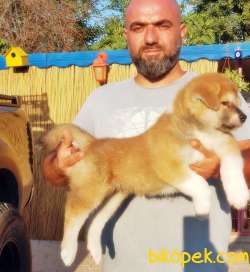 JAPON AKİTA YAVRUSU 5