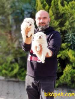 JAPON SPİTZ YAVRULAR 5